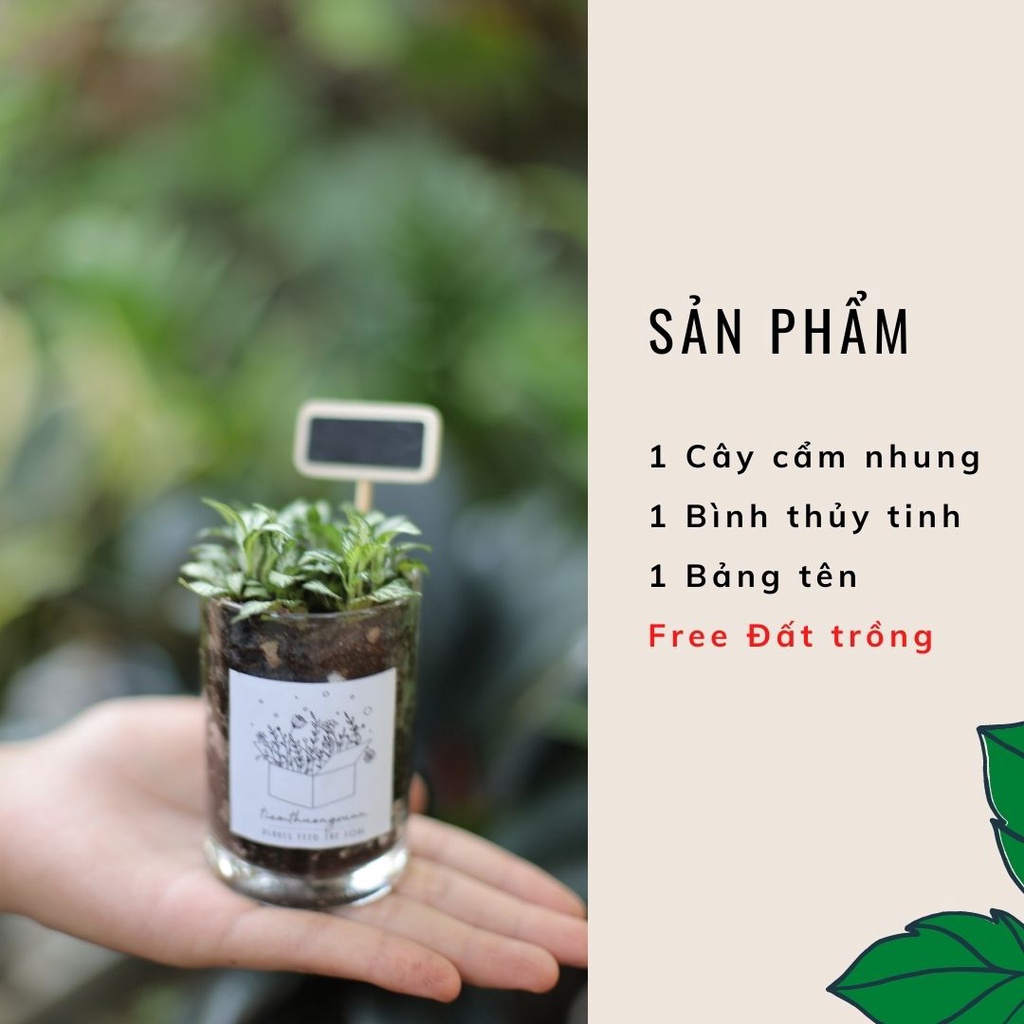 Cây cẩm nhung - Dễ dàng chăm sóc, trang trí nhà cửa - Tiệm Thường Xuân