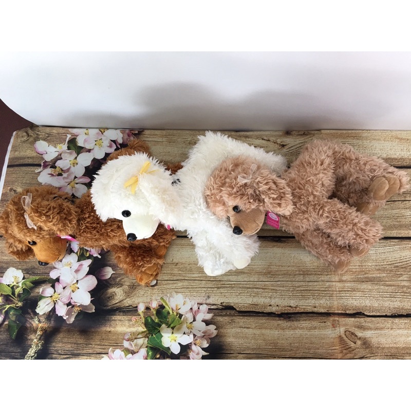 Chó Bông Poodle xịn sò đáng yêu