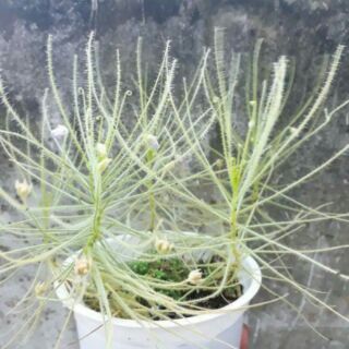 Hạt cây gọng vó (cây bắt mồi bẫy keo)