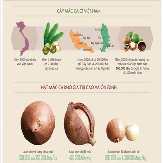 Hạt Macca Úc Nứt Vỏ Hộp 500gr (Tăng Kèm Đồ Tách Vỏ)