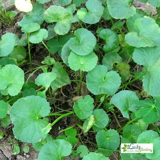 0.5g Hạt giống Rau má (tặng gói Kích nẩy mầm và Hướng dẫn) XTRA TẶNG KÈM PHÂN VÀ KÍCH MẦM