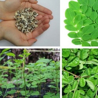 Hạt Cây Giống Chùm Ngây - 20 hạt (TẶNG gói kích thích hỗ trợ hạt nảy mầm)
