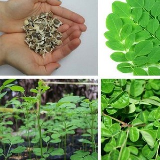 Hạt Cây Giống Chùm Ngây - 20 hạt (TẶNG gói kích thích hỗ trợ hạt nảy mầm)
