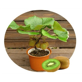 Hạt Giống Quả Kiwi F1 - 20 hạt