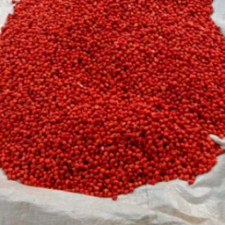 (1kg) Hạt Dổi Nếp Rừng xịn