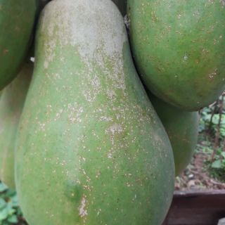 Quả đu đủ xanh -2kg/sản phẩm