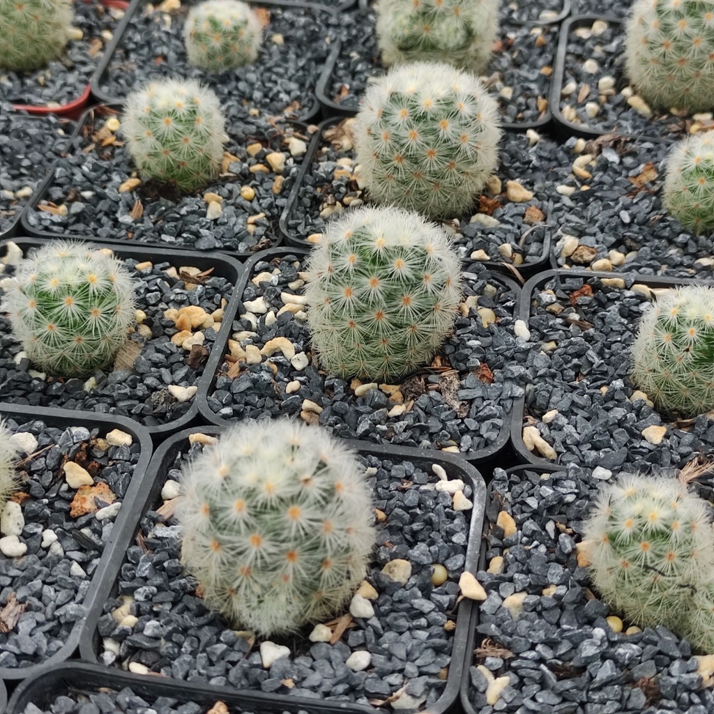 Xương Rồng Mami Trắng