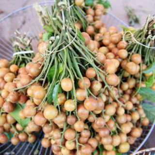 Cây quất hồng bì