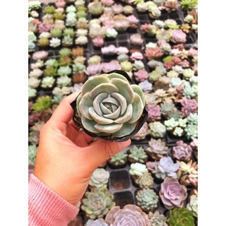 Siêu giảm giá sen đá lola tím
