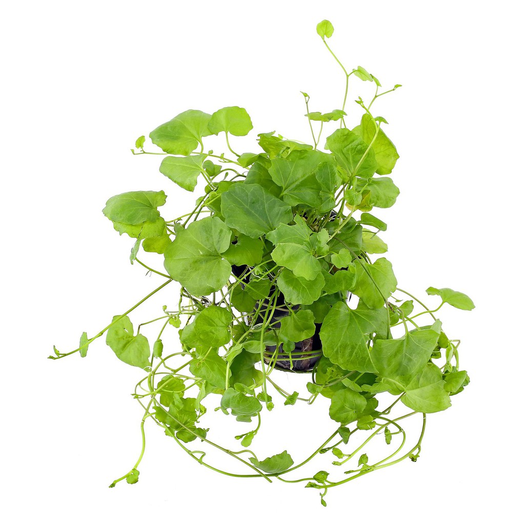 Cây thủy sinh Bình Qủa Thảo