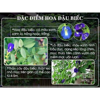 Trà hoa đậu biếc