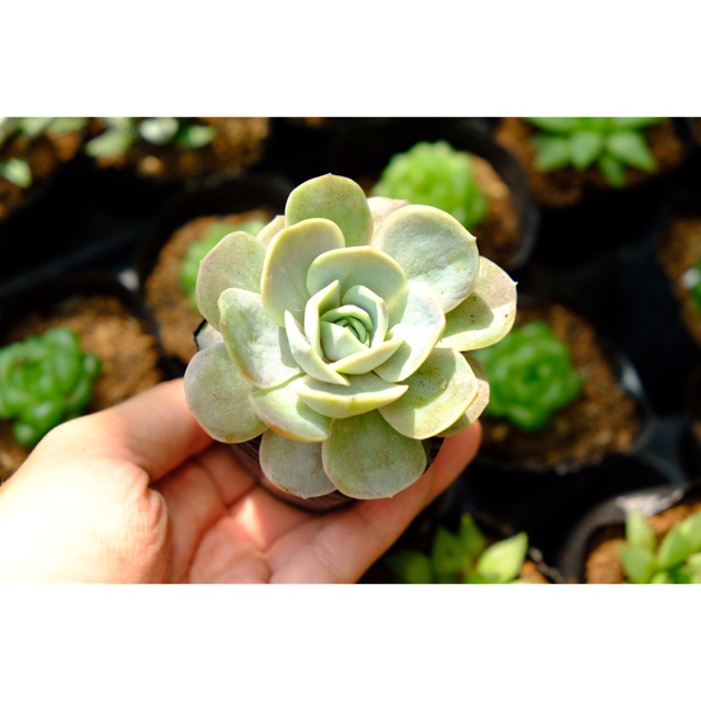 SEN ĐÁ LOLA TÍM FREESHIP  ĐÃ THUẦN XỨ NÓNG SIU CUTE CHUẨN SIZE BẦU