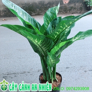 Cây Vạn Niên Thanh Size Lớn Cao 80cm Rộng 50cm