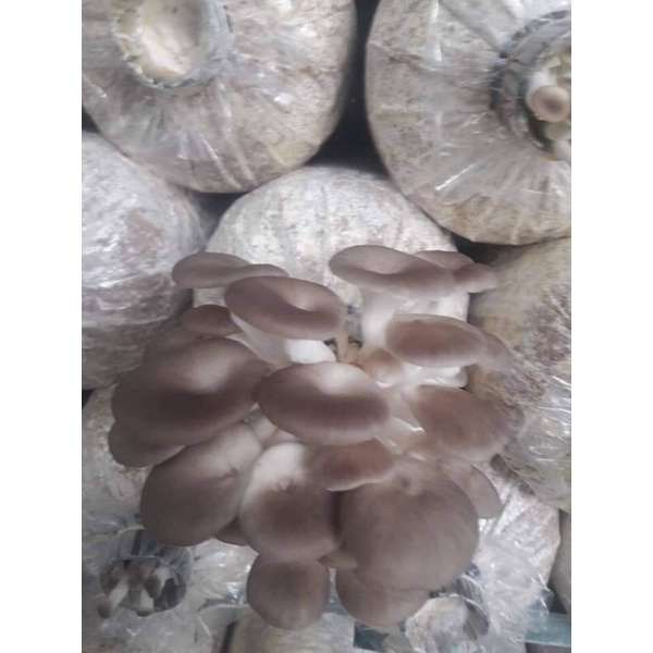 🍄🍄🍄NẤM BÀO NGƯ XÁM - Ship hỏa tốc 🛵