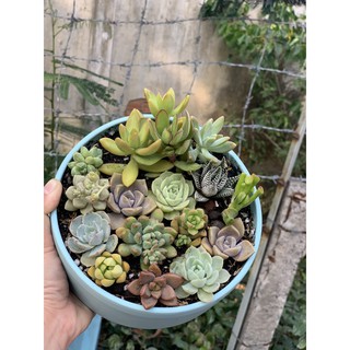 Sen đá mini, size 2-5cm - Kaktus Garden