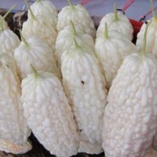 Hạt giống khổ qua bạch tuyết