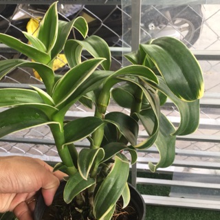 Dendro đột biến lá biên