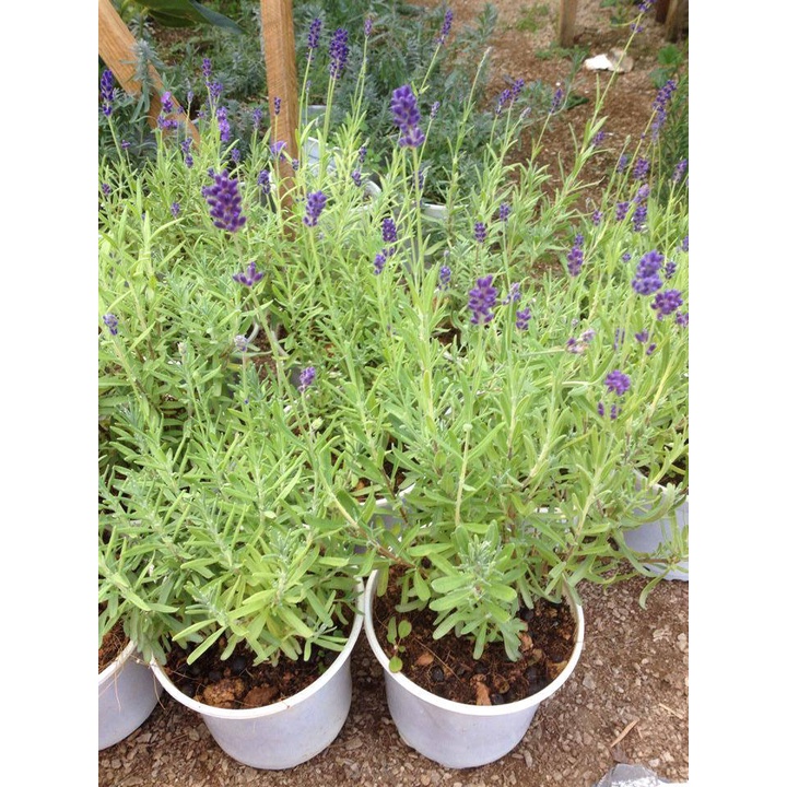 [ Siêu Hạt Giống ] 200H - Hạt giống hoa Lavender (oải hương) - thơm hơn nước hoa