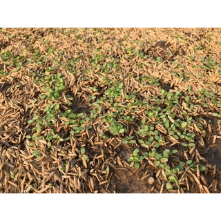 Hạt giống rau má 200 hạt/1 gói