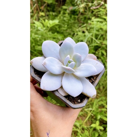 sen đá laui sz 8 cm