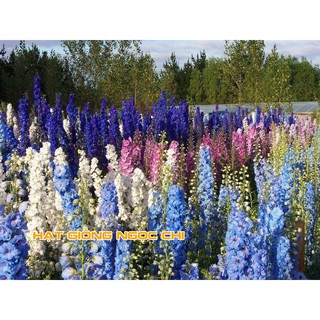 Hạt Giống Hoa Phi Yến Mix - 50 Hạt
