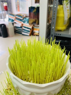 Hạt giống mầm lúa mạch, cỏ mèo gói 100gr