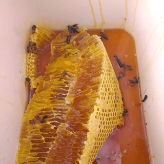 Mật ong rừng Đăk Lăk