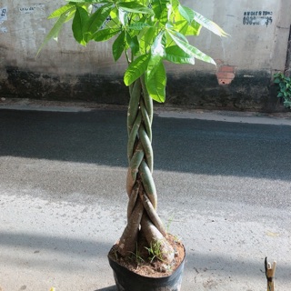 Kim ngân thắt bính gốc lớn