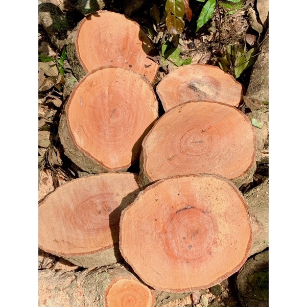 Giá thể - Gỗ nhãn ghép lan rừng 15-22cm