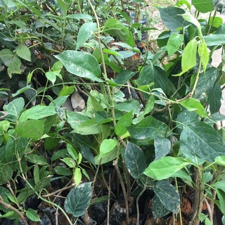 💙Cây dây thìa canh lá to chuẩn giống