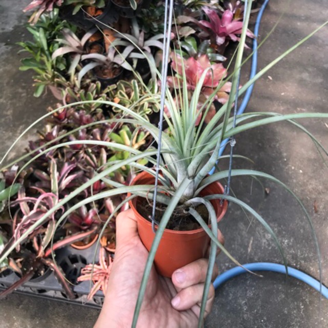 Cây không khí Tillandsia fasciculata