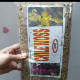 Dớn trắng Chile trồng lan ( dớn mềm)