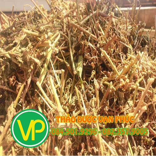 Cây lạc tiên - nhãn lồng - Dây chùm bao 1kg | BigBuy360 - bigbuy360.vn