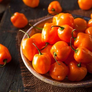 Hạt Giống Ớt Habanero Siêu Trái (5 Hạt)