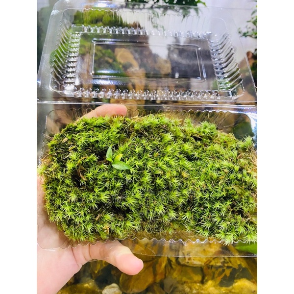 rêu cỏ set bình terrarium, bán cạn, non bộ, paludarium