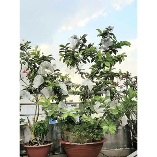 Cây 🌲 Ổi Đài Loan Lê ( cây to ... đang trái)