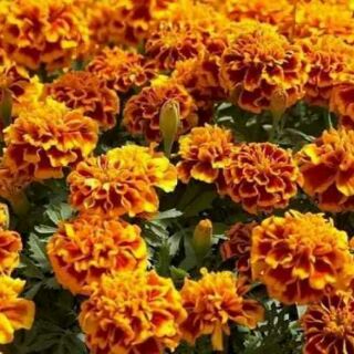 CÚC VẠN THỌ BAN MAI THÁI LAN