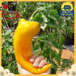Hạt Giống Ớt Sừng Bò