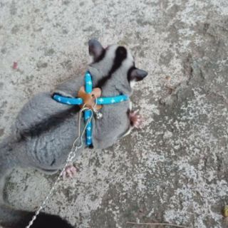 Dây dắt hamster chính hãng Alice
