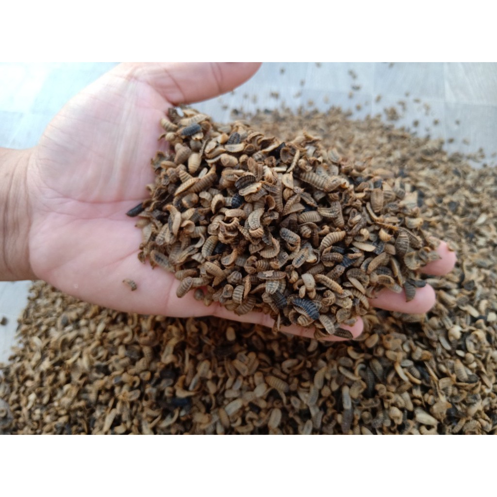 Sâu Canxi sấy