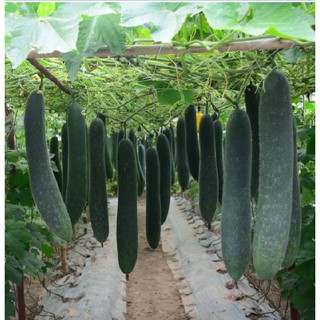 Hạt giống Bí Sặt F1 giống mới - Bí Đao Xanh Dài ( 30 hạt ) (TẶNG gói kích thích hạt nảy mầm)