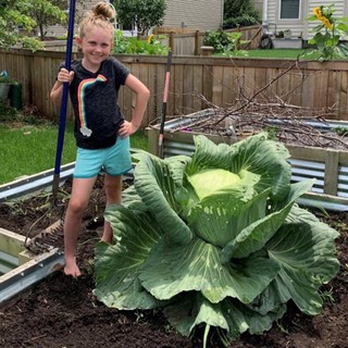 [ HG Mai Nguyễn] 300 HẠT GIỐNG BẮP CẢI FLAT KHỔNG LỒ_ Nảy 99%, chuẩn to 10 kg