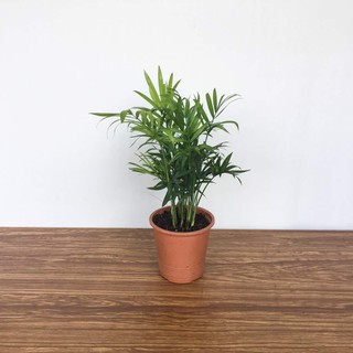 Cây tiểu trâm , trúc nhật , cau cảnh