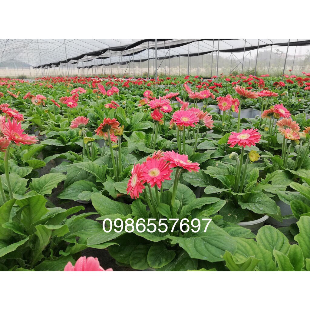 Cây giống hoa đồng tiền lùn 5 cây