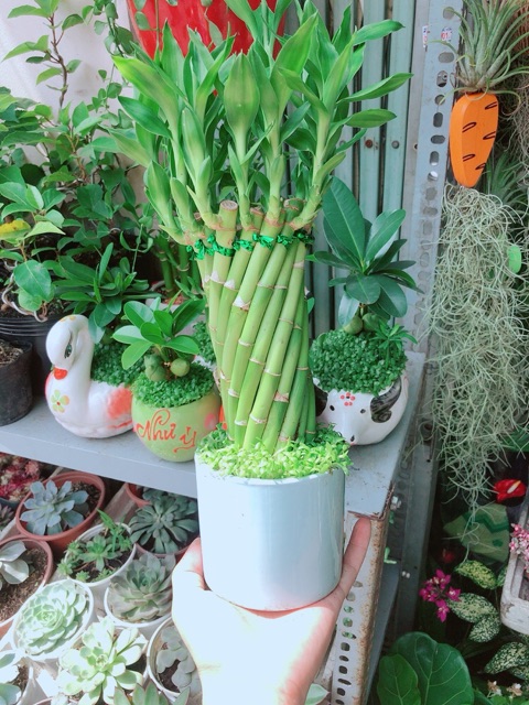 Chậu Trúc Phát Tài