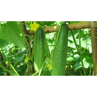 Hạt giống Dưa Leo Dưa Chuột