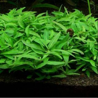 Cây thủy sinh rau răm ( CÂY TIỀN CẢNH)  15 ngọn 50k