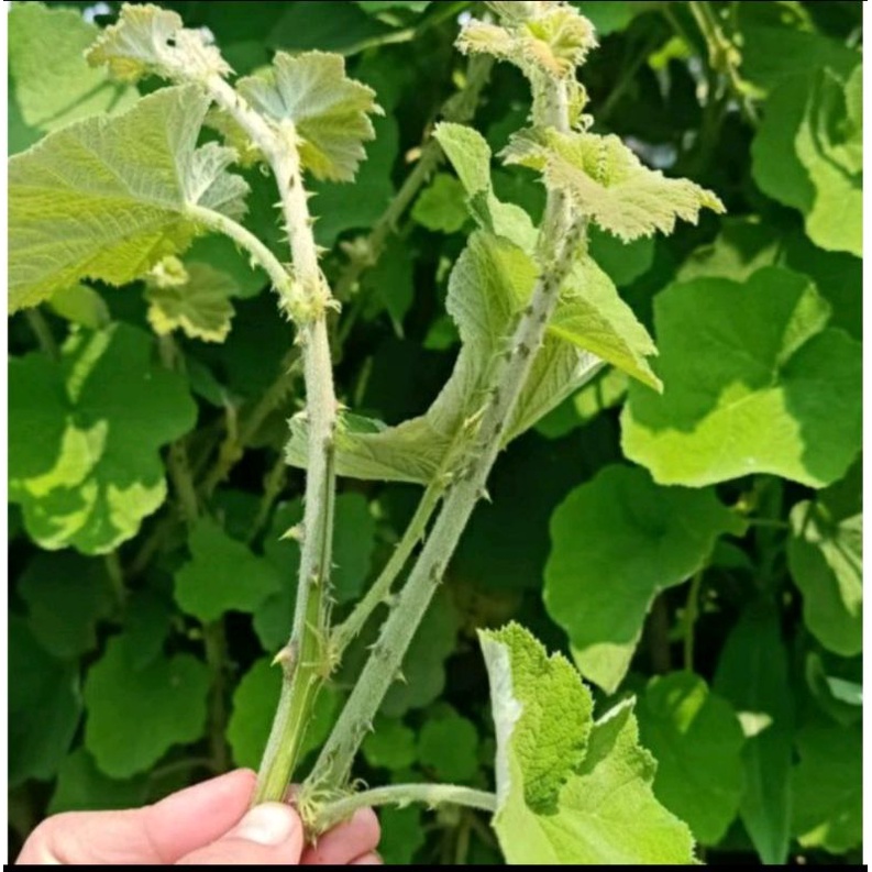 1kg cây mâm xôi phơi khô 🔊rẻ nhất shopee