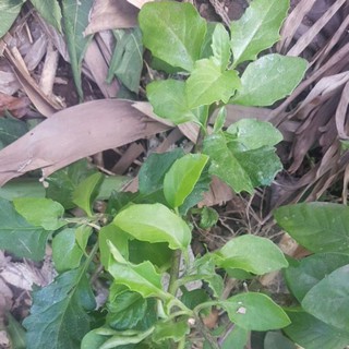 cây rau bầu đất,  rau lúi, dây chua lè, kim thất, thiên hắc địa hồng,...hàng mới đã hoàn thiện chất lượng hơn trước