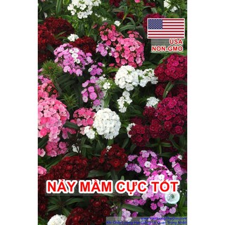 Bộ gói Cẩm chướng đơn mix